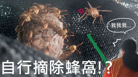 家裡有蜂窩怎麼辦|家裡有蜂巢！引出室外有方法